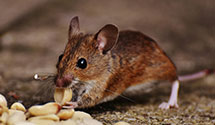 24 Hour & Emergency Exterminators in Orrstown, PA